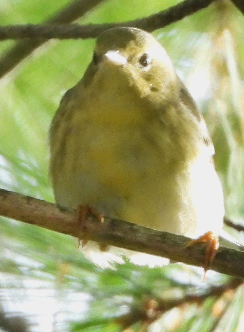 Blackpoll Warbler - ML641984320