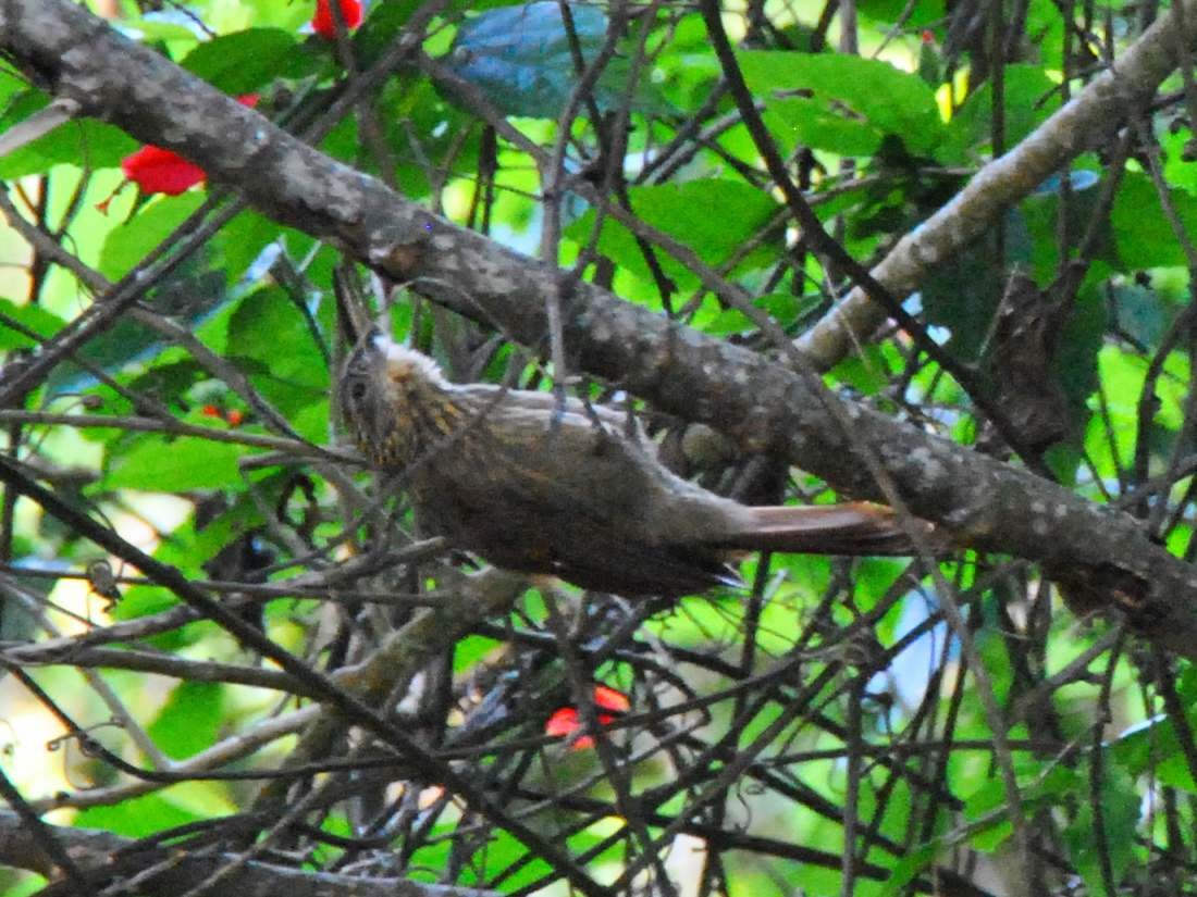 Cocoa Woodcreeper - ML641984322