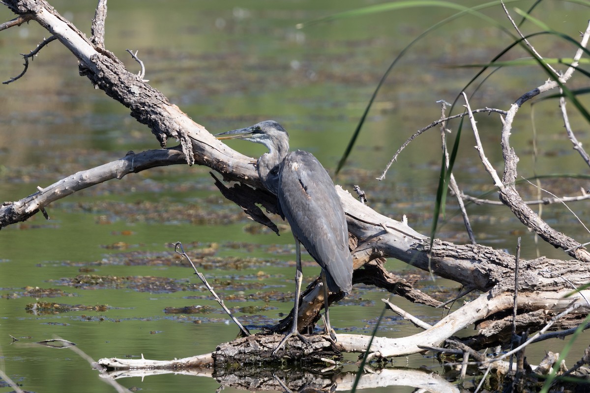 Great Blue Heron - ML641984323