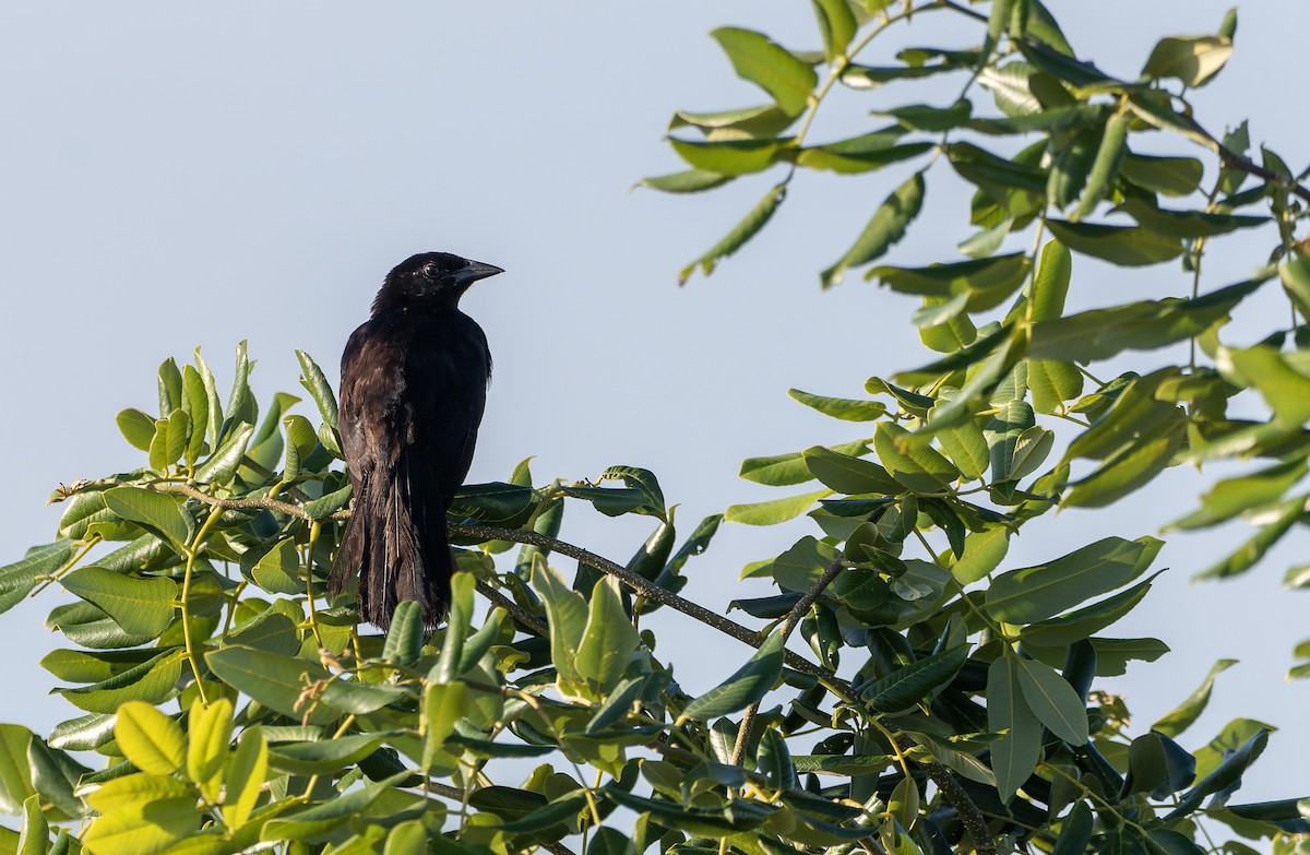 Melodious Blackbird - ML641984326
