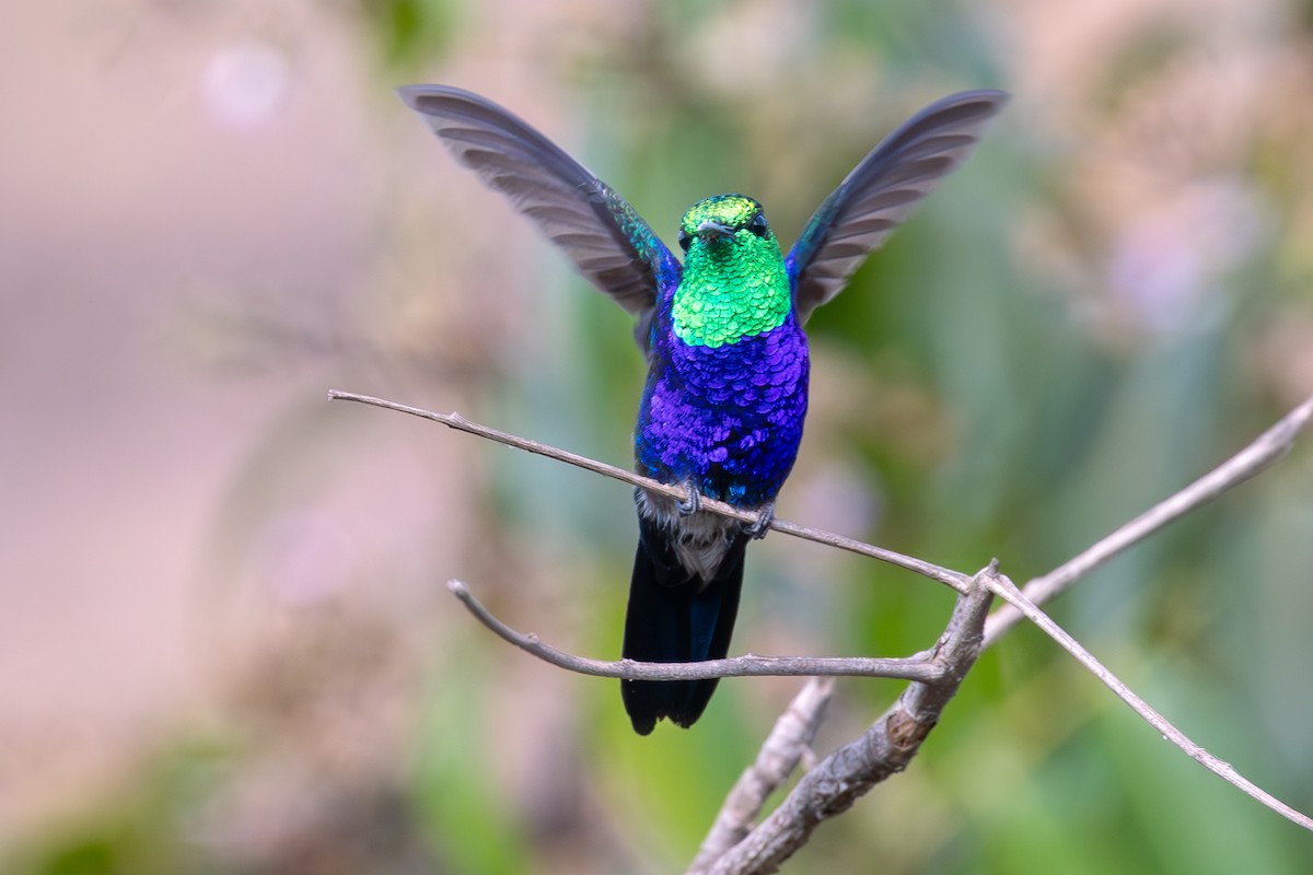Fork-tailed Woodnymph - ML641984333