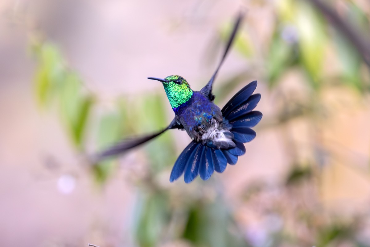 Fork-tailed Woodnymph - ML641984335