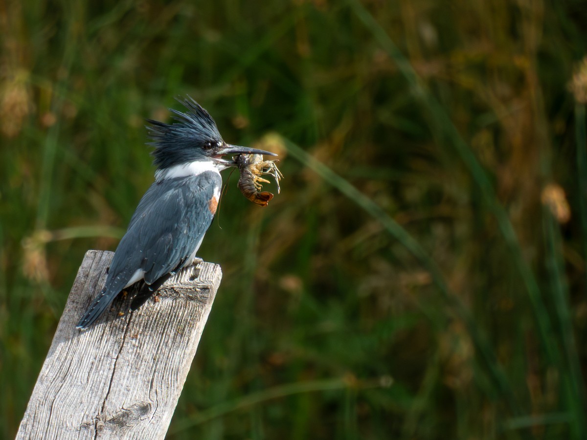 Belted Kingfisher - ML641984338