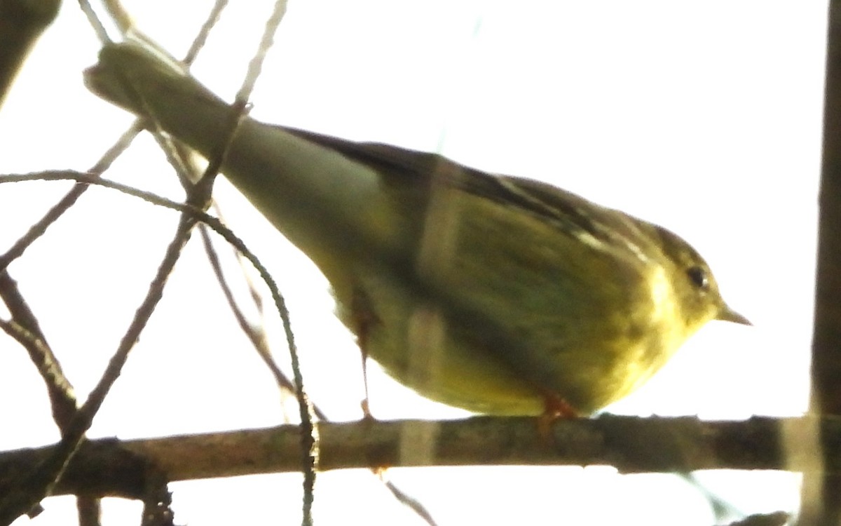 Cape May Warbler - ML641984339