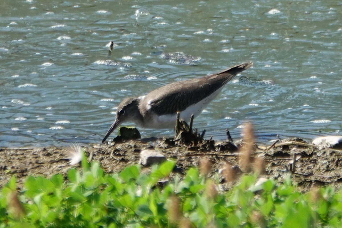 Spotted Sandpiper - ML641984340