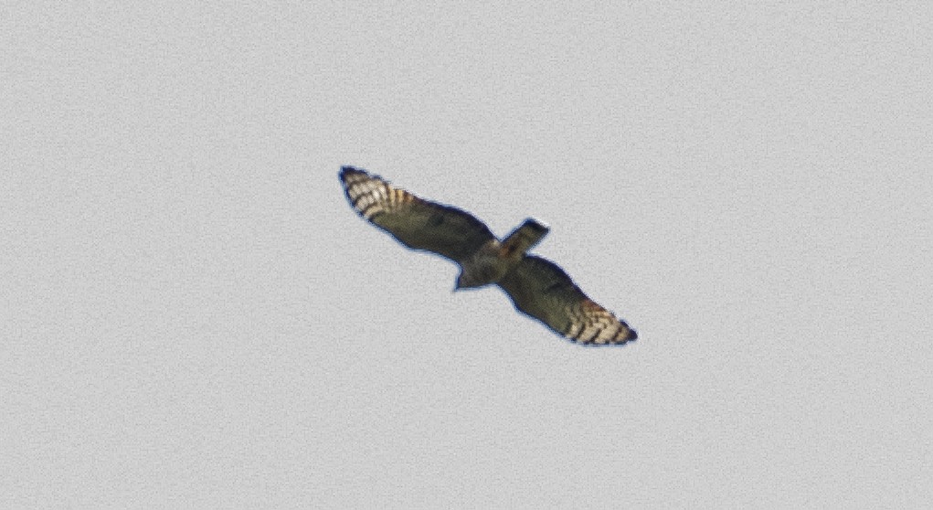Hook-billed Kite - ML641984352