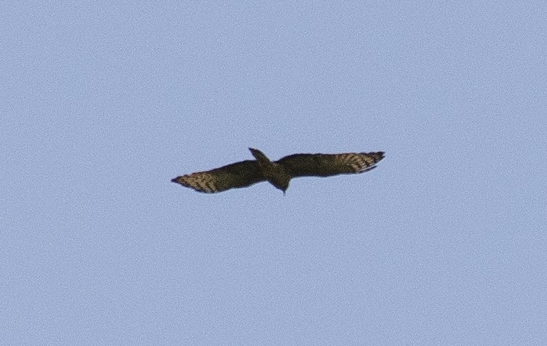 Hook-billed Kite - ML641984353