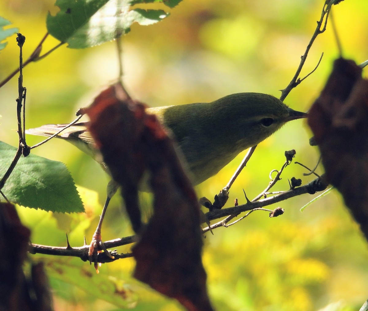 Tennessee Warbler - ML641984362
