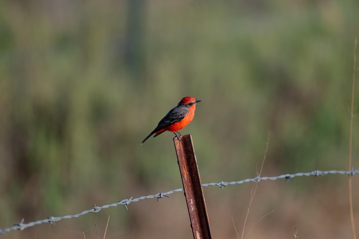 Vermilion Flycatcher - ML641984366