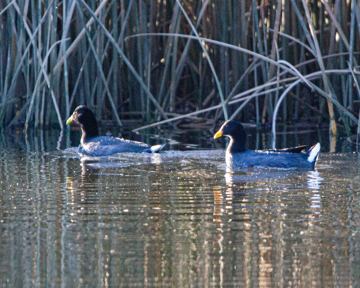 Red-gartered Coot - ML641984423