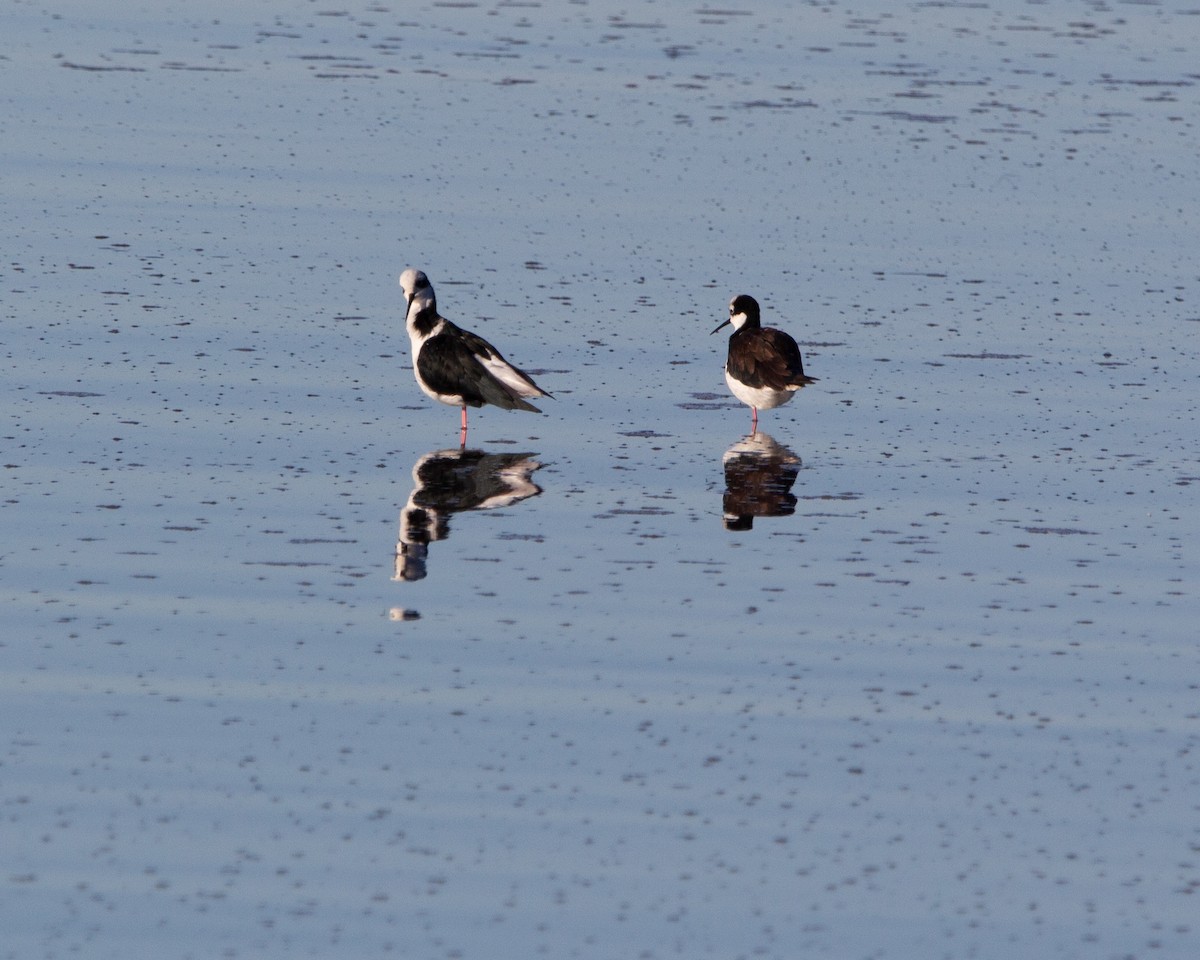 Black-necked Stilt - ML641984439