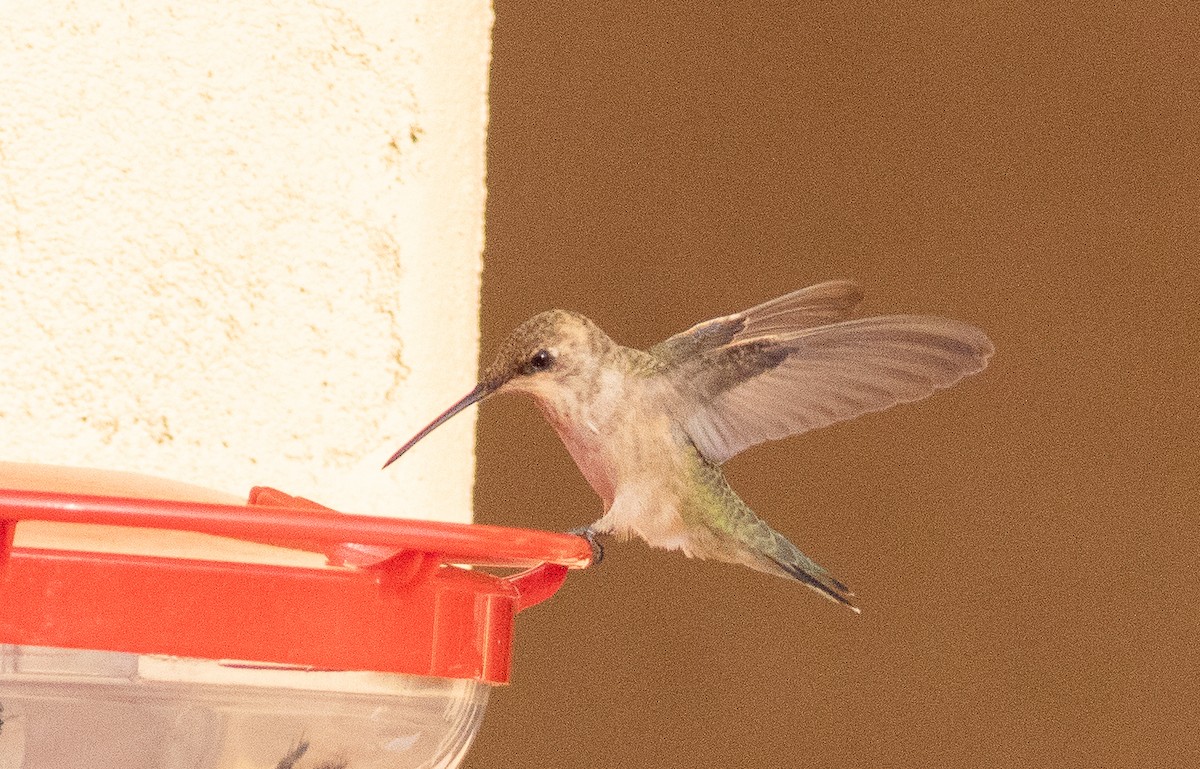 Black-chinned Hummingbird - ML641984444