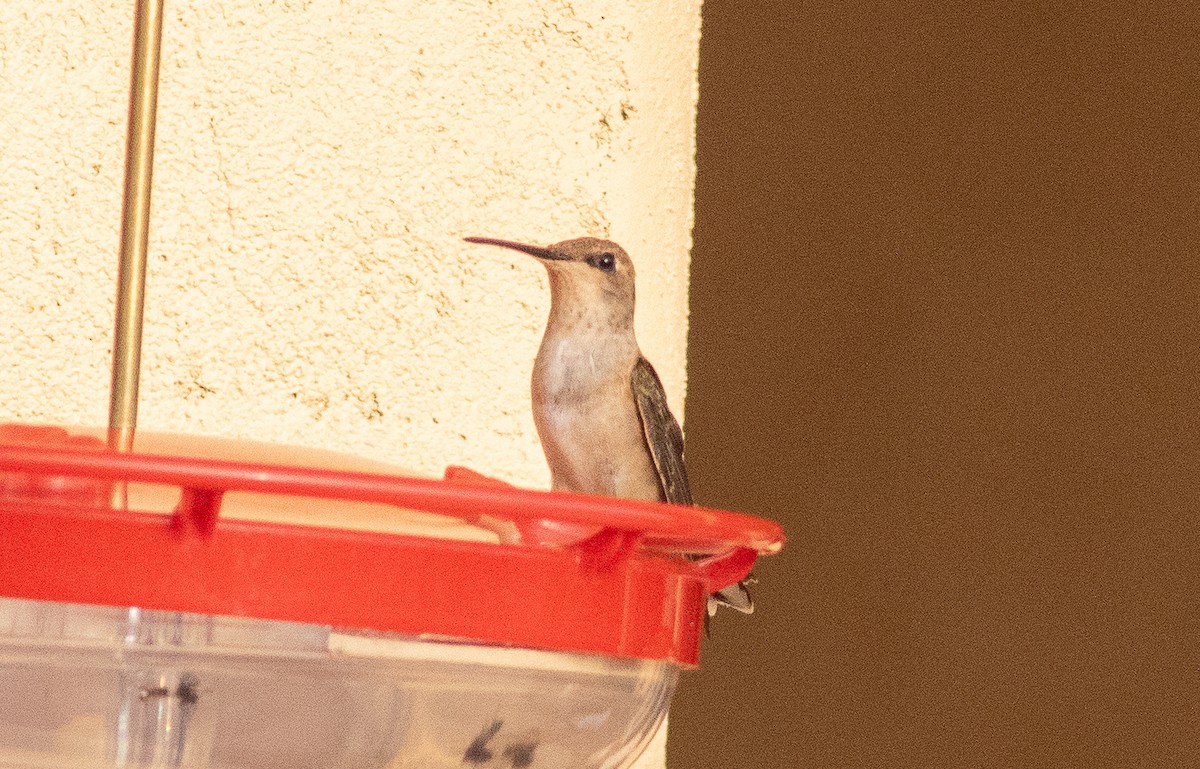 Black-chinned Hummingbird - ML641984445