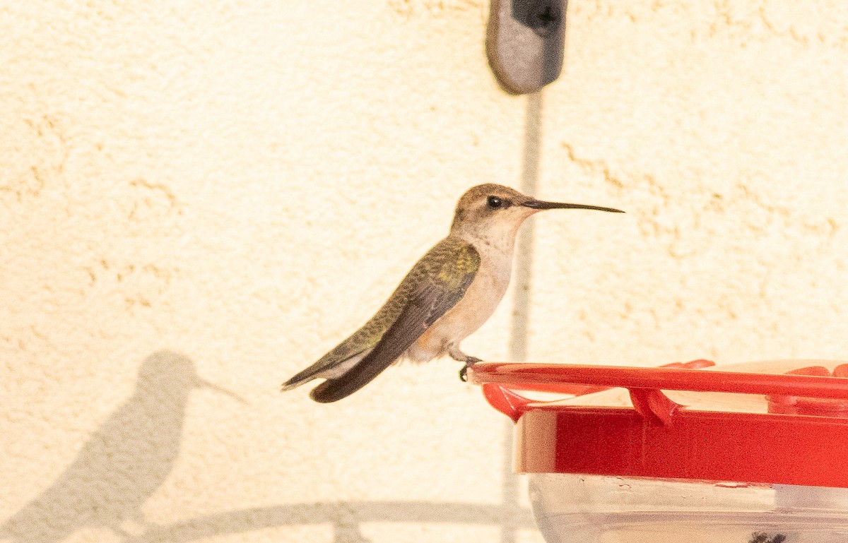 Black-chinned Hummingbird - ML641984446