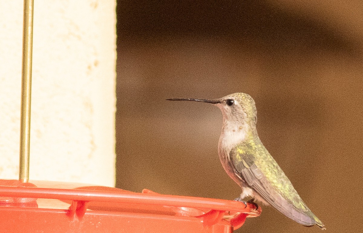 Black-chinned Hummingbird - ML641984448