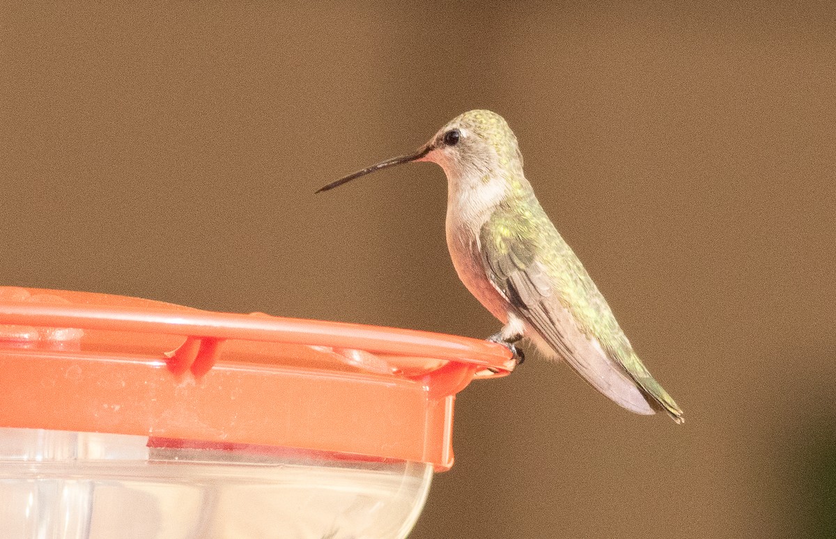 Black-chinned Hummingbird - ML641984449