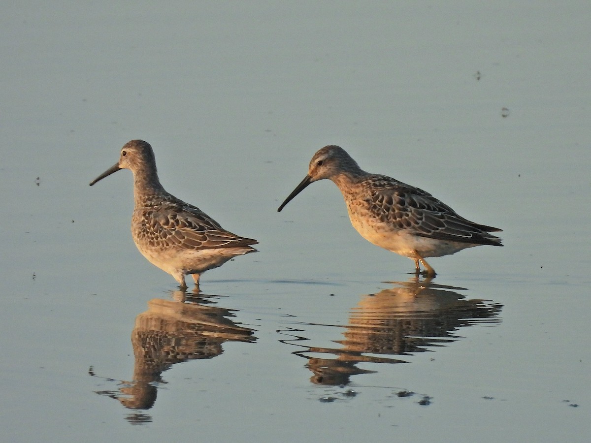 Stilt Sandpiper - ML641984456