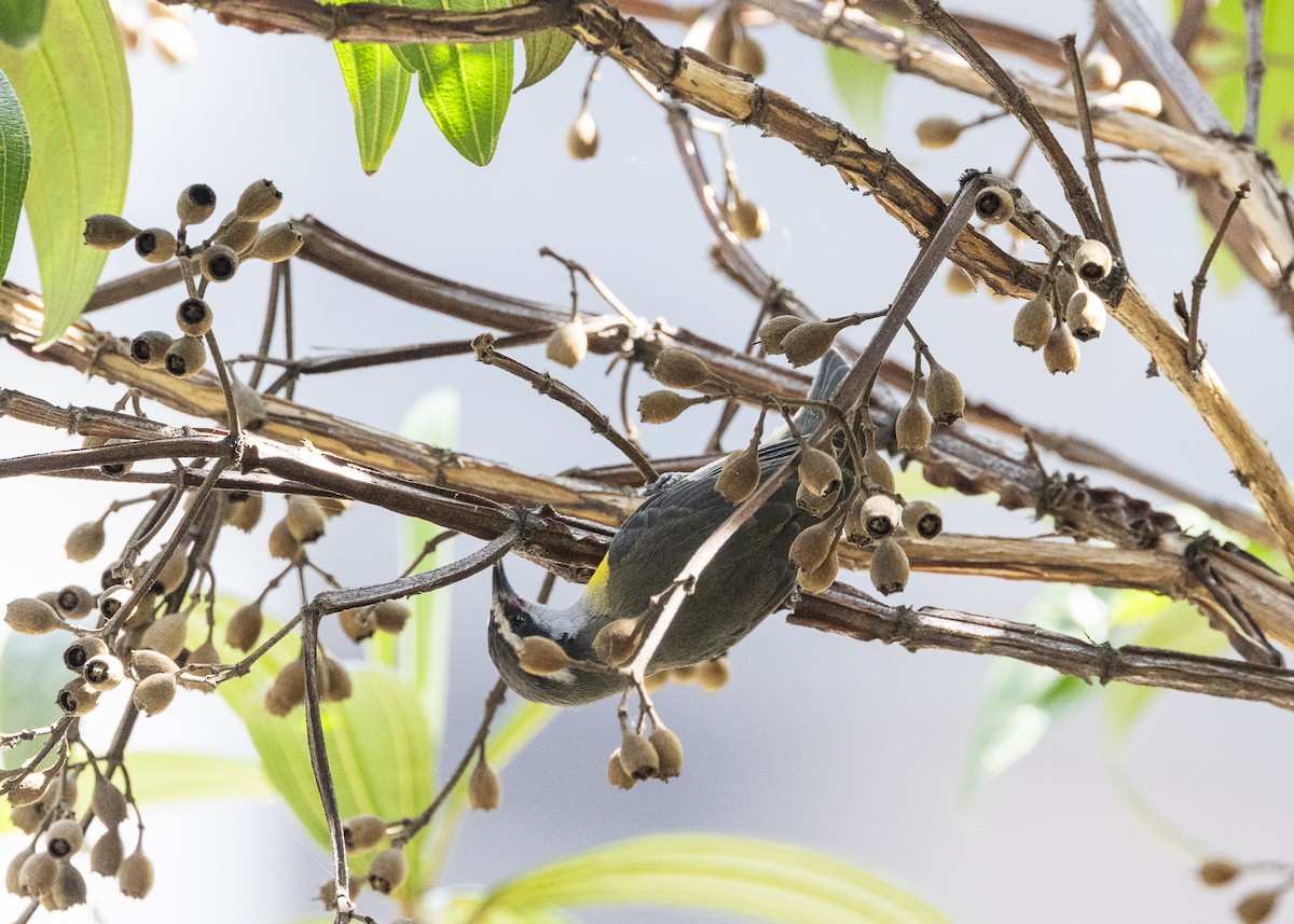 Bananaquit - ML641984487