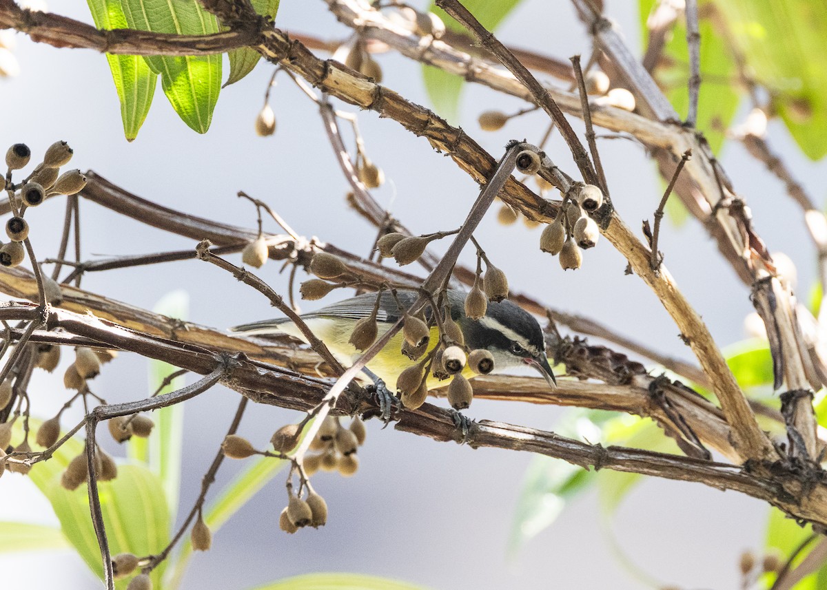 Bananaquit - ML641984489