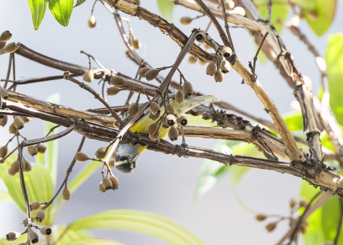 Bananaquit - ML641984492