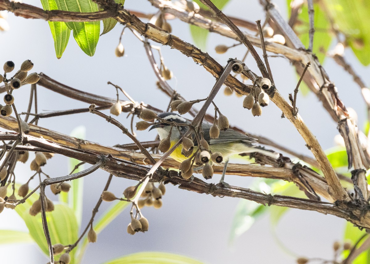 Bananaquit - ML641984493