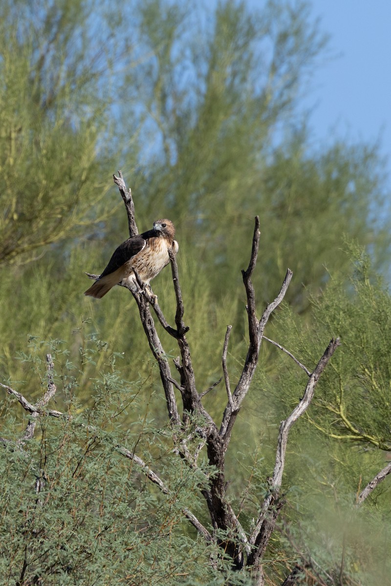 Red-tailed Hawk - ML641984539