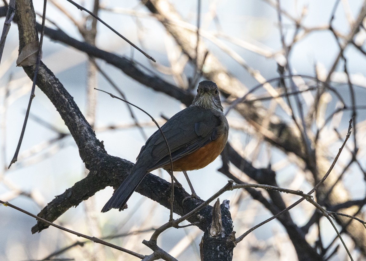 Rufous-bellied Thrush - ML641984543