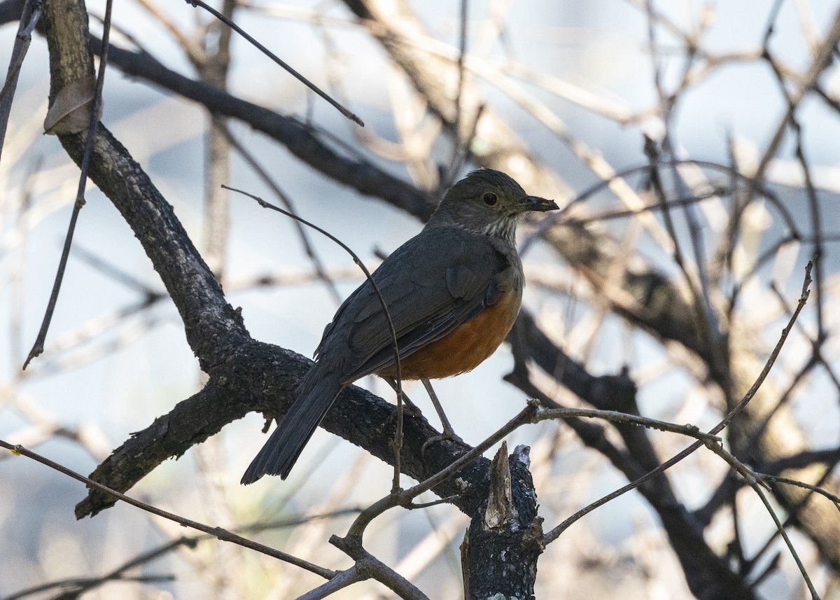 Rufous-bellied Thrush - ML641984544
