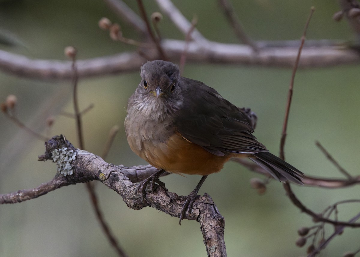 Rufous-bellied Thrush - ML641984545