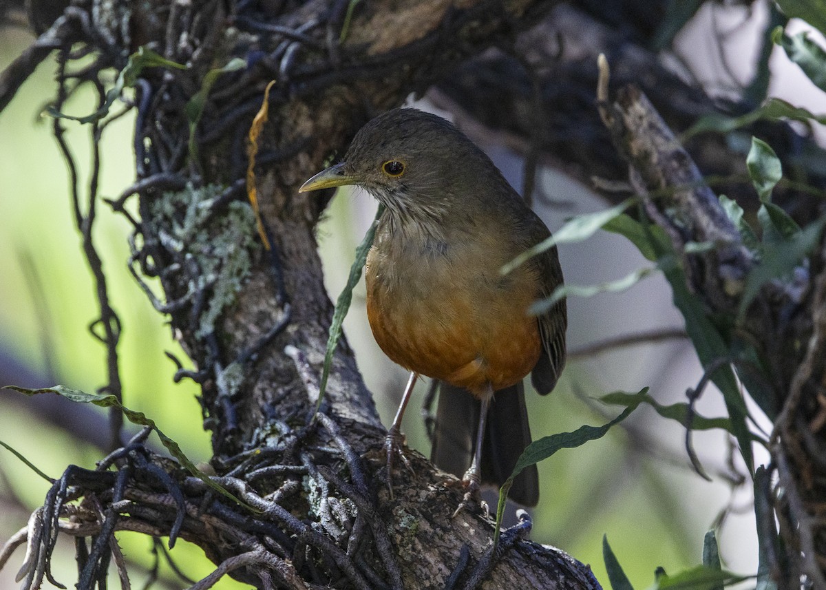 Rufous-bellied Thrush - ML641984547