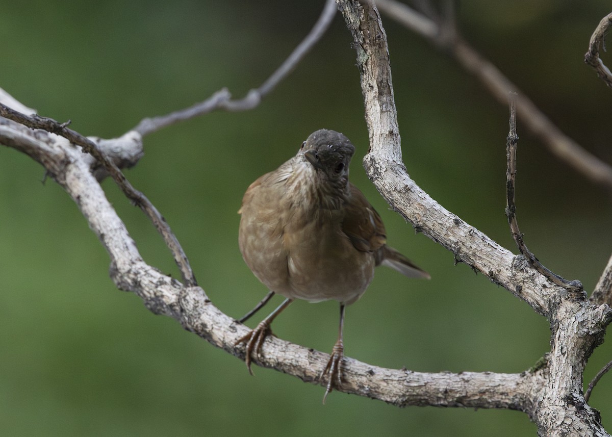 Pale-breasted Thrush - ML641984551