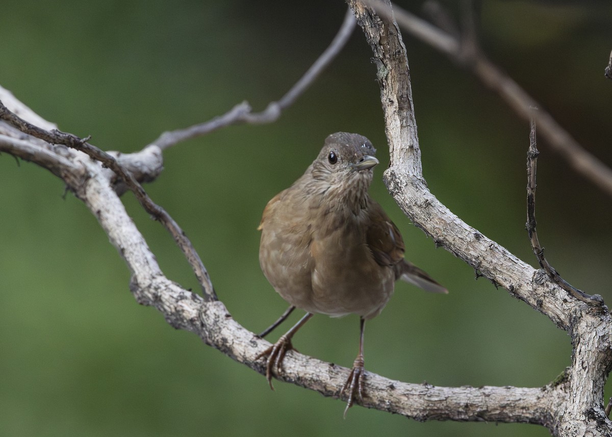 Pale-breasted Thrush - ML641984552