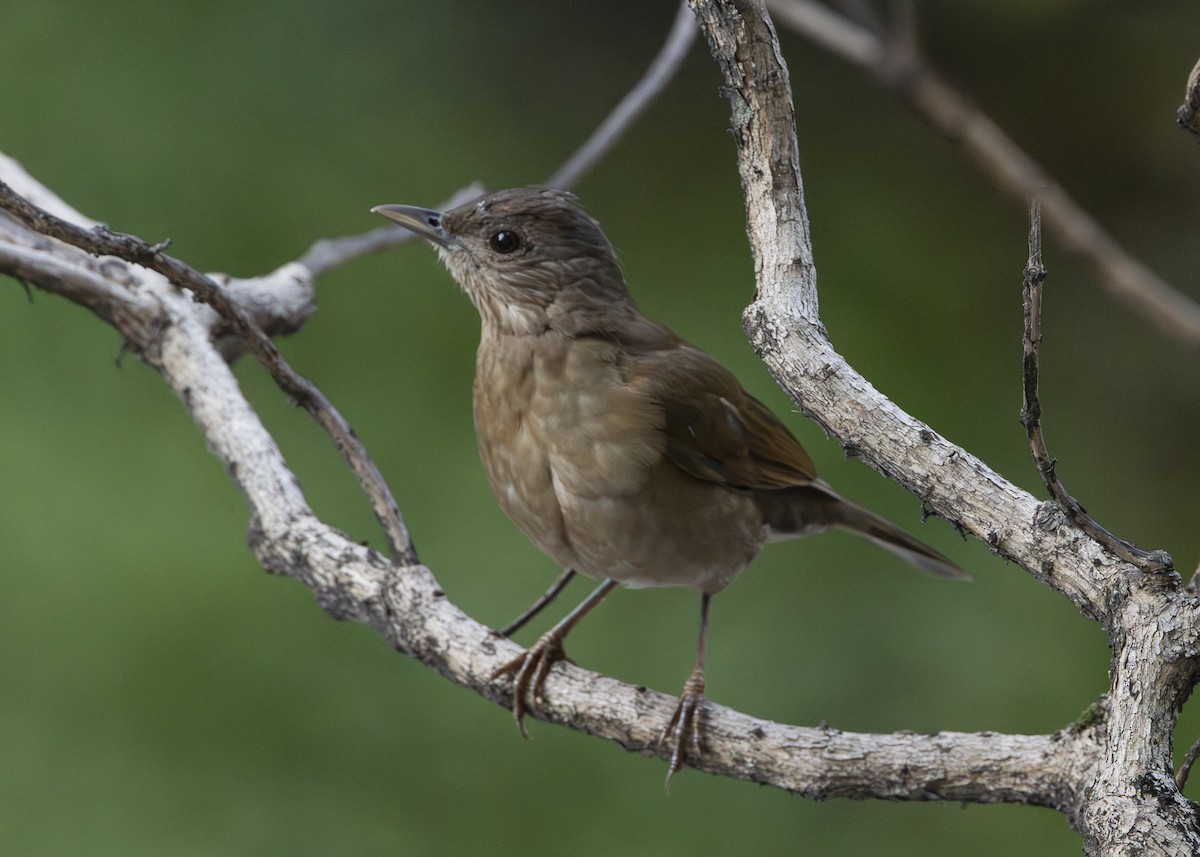 Pale-breasted Thrush - ML641984553