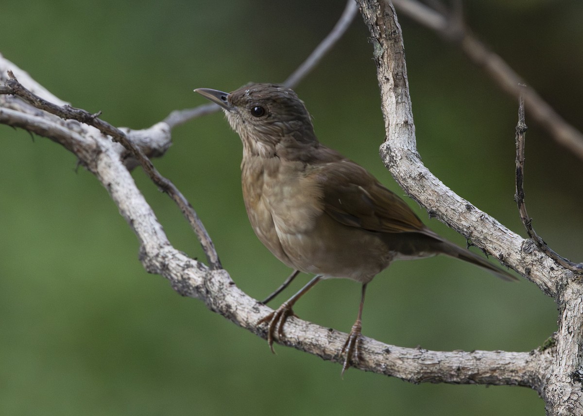 Pale-breasted Thrush - ML641984554