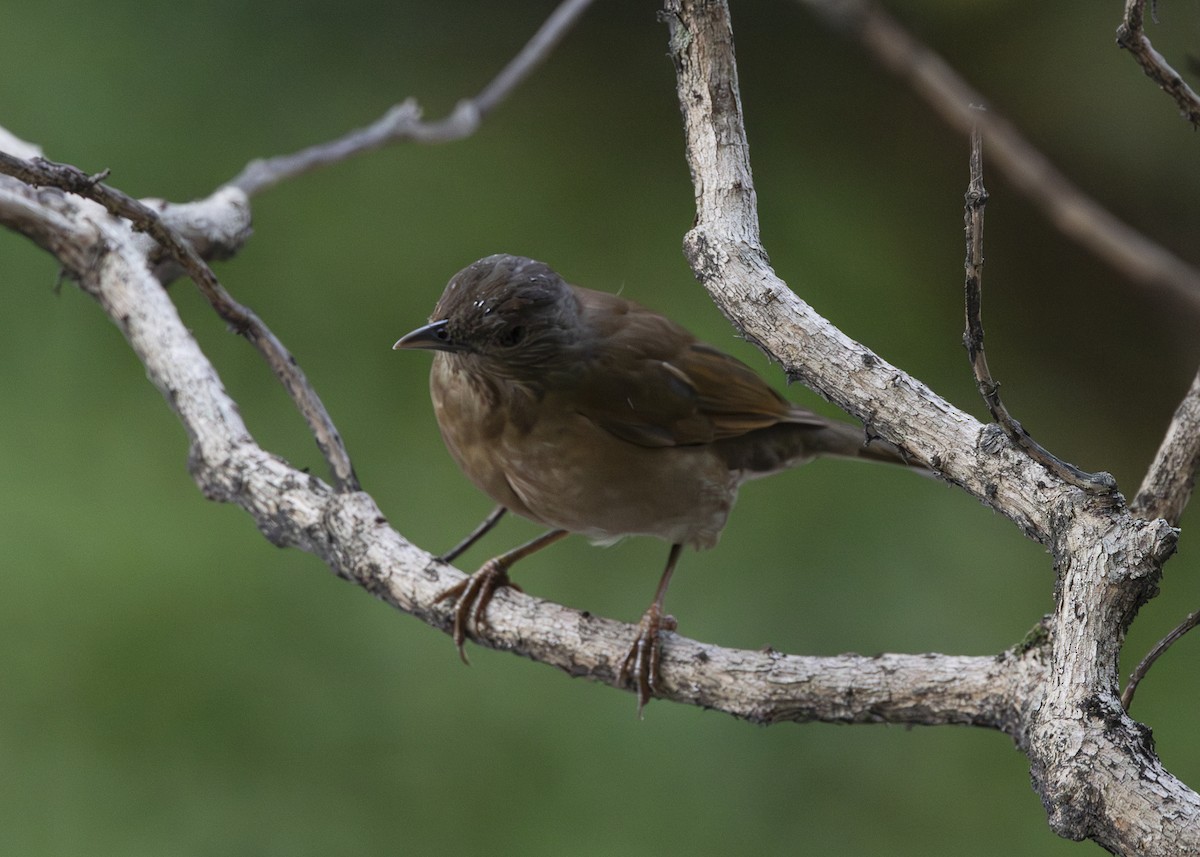 Pale-breasted Thrush - ML641984556