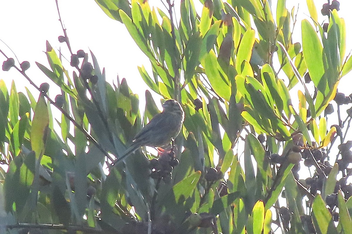 Cirl Bunting - ML641984557