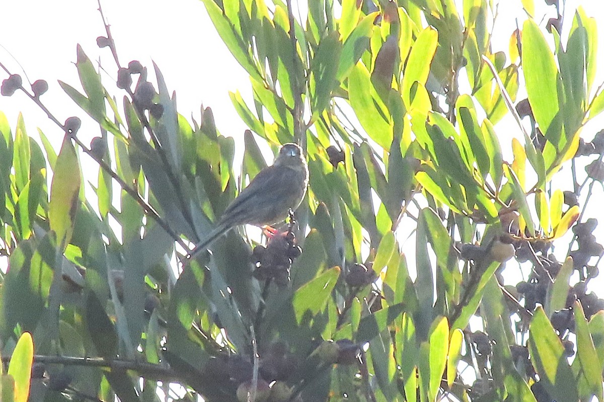 Cirl Bunting - ML641984558