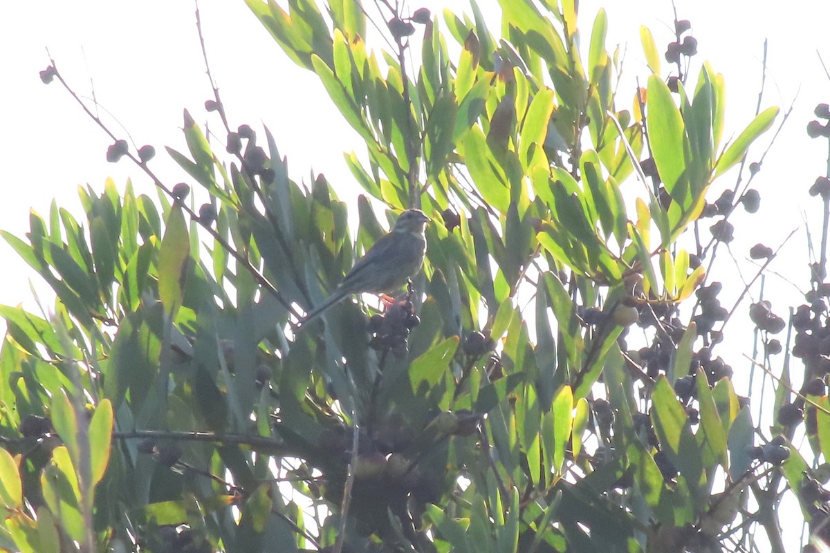 Cirl Bunting - ML641984559