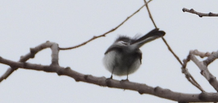 Blue-gray Gnatcatcher - ML641984581