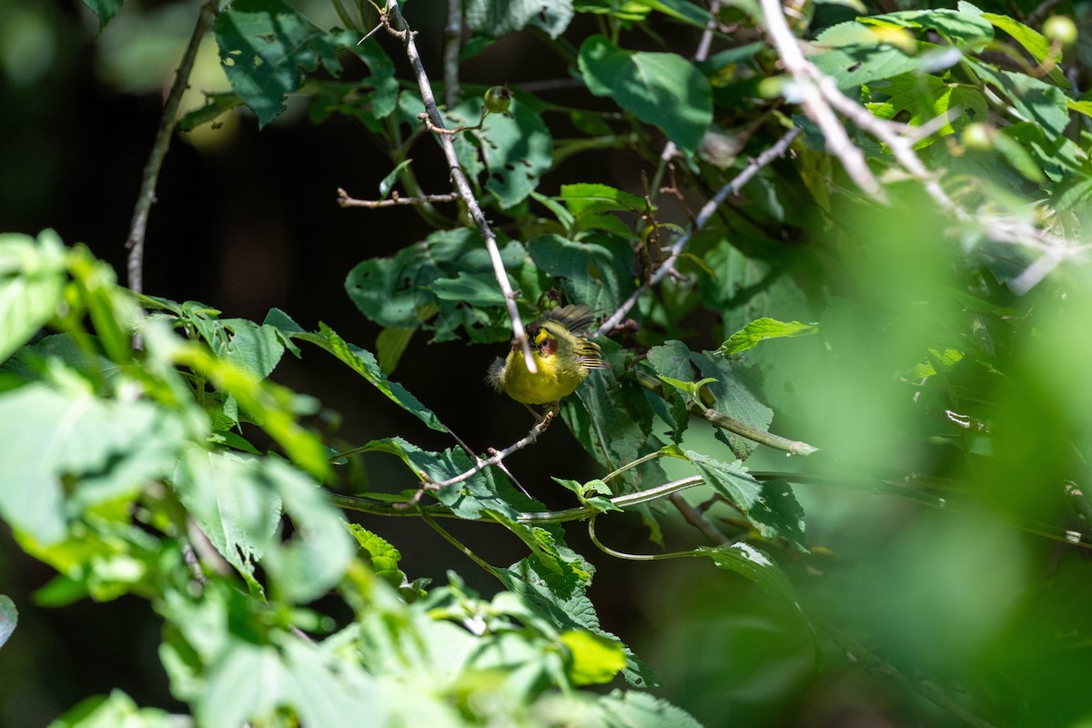 Golden-browed Warbler - ML641984661