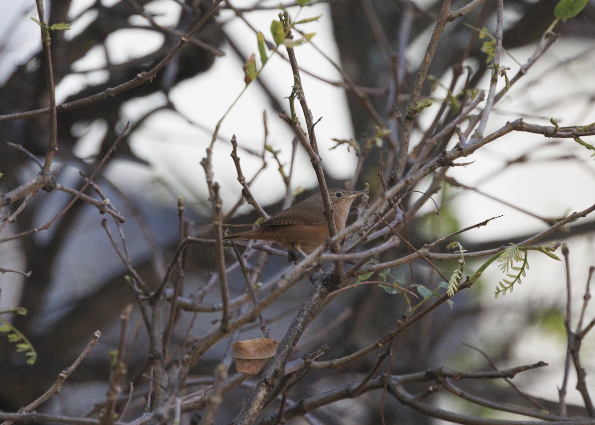 Southern House Wren - ML641984679