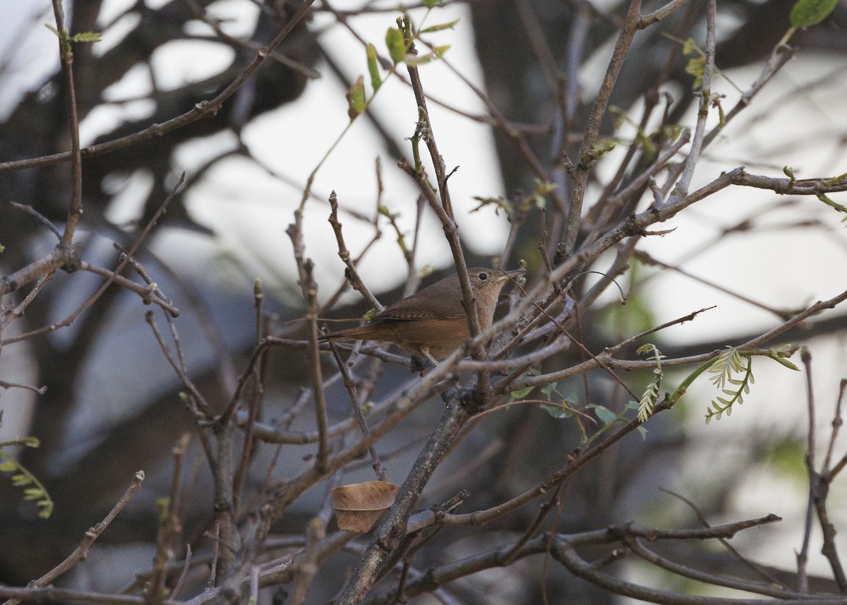 Southern House Wren - ML641984680