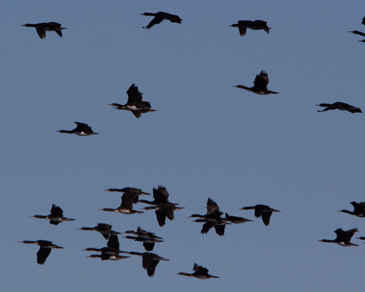 Guanay Cormorant - ML641984681