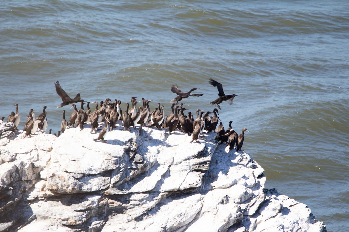 Guanay Cormorant - ML641984682