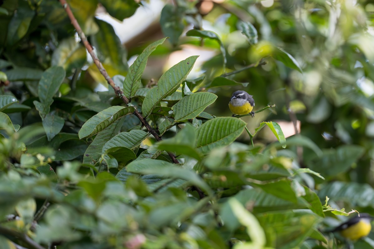 Bananaquit (Continental) - ML641984685