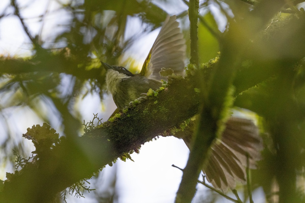 Green-striped Brushfinch - ML641984687