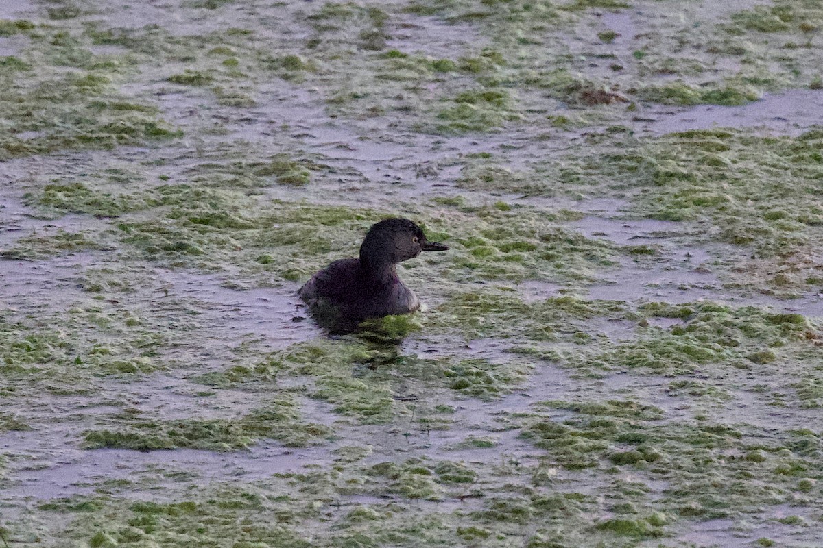 Least Grebe - ML641984689