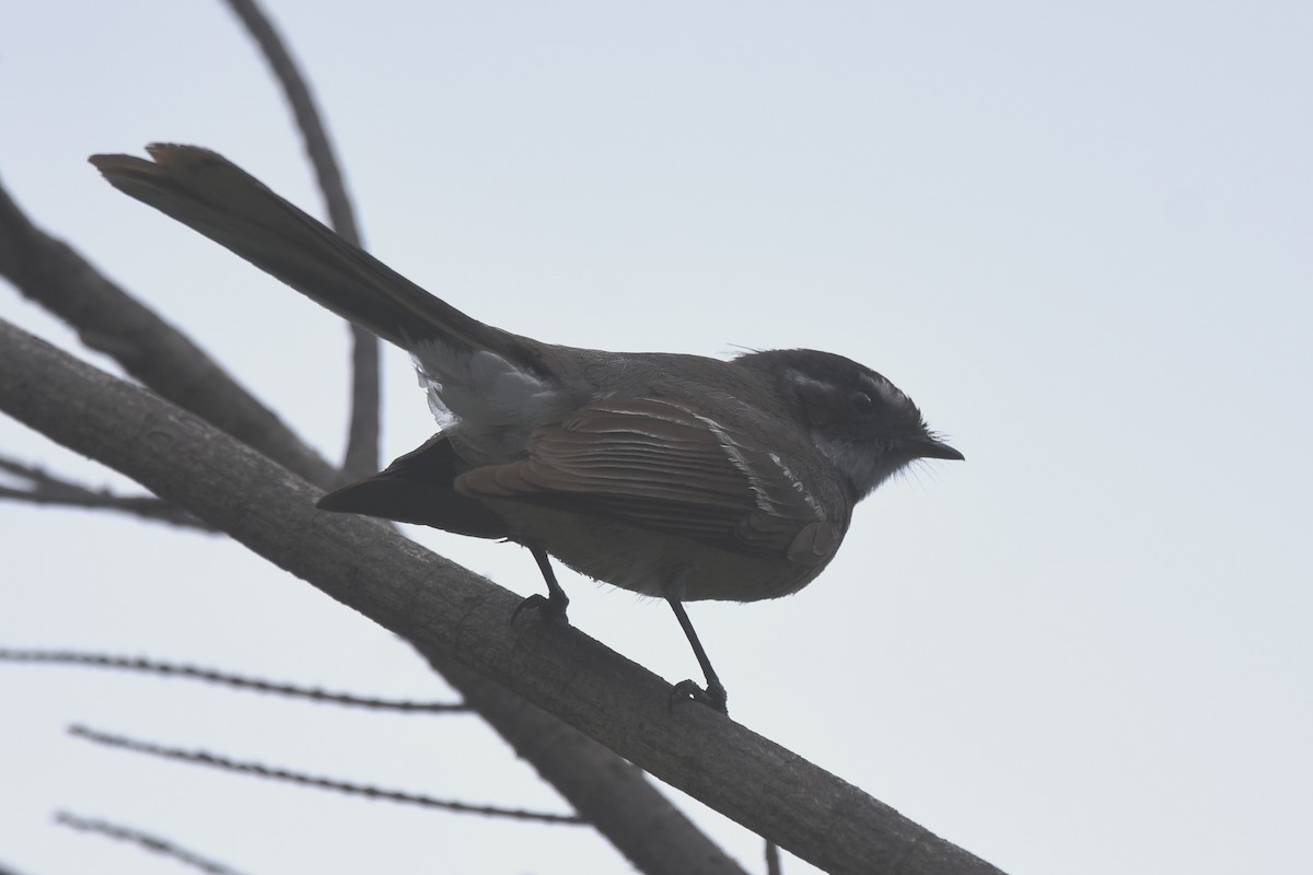 Gray Fantail - ML641984690