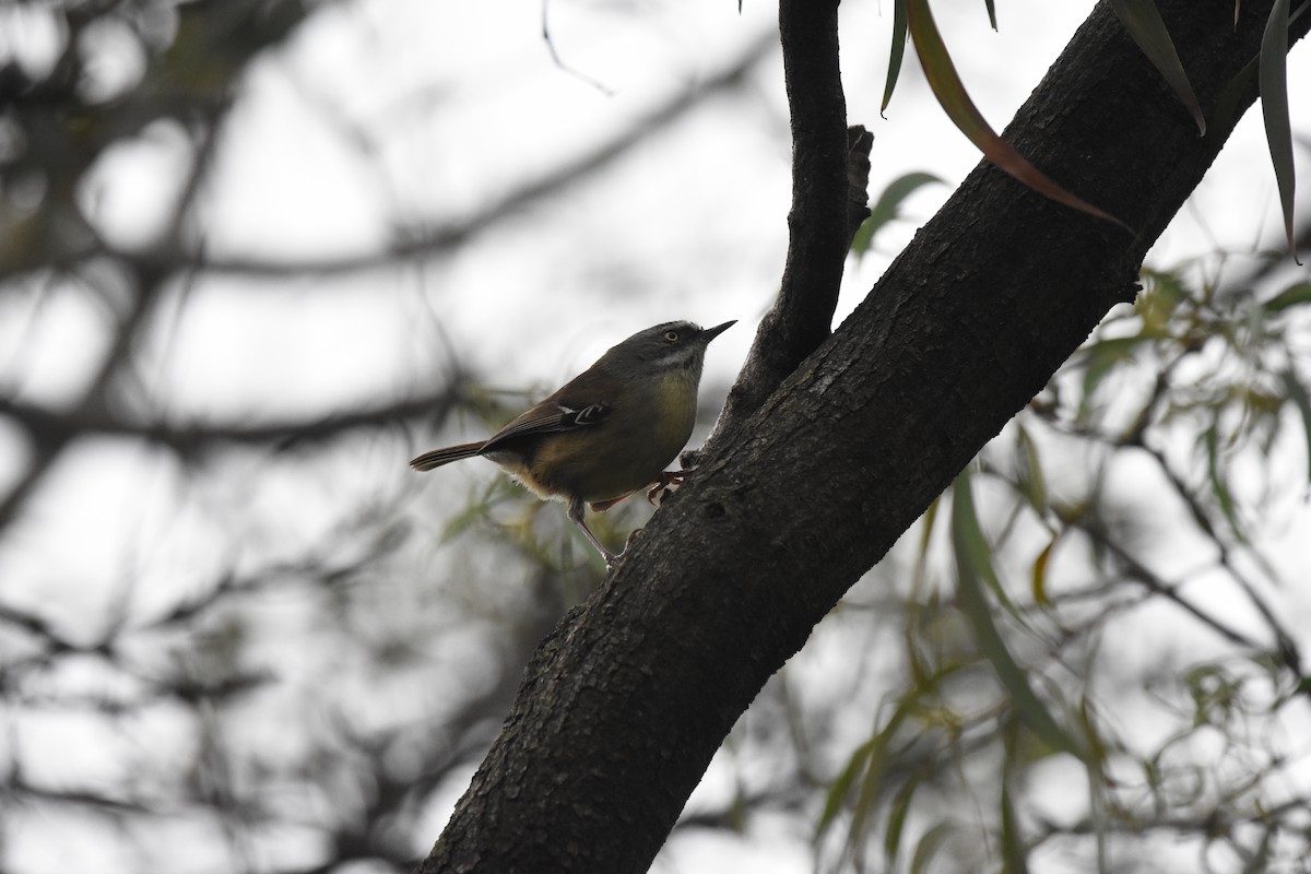 White-browed Scrubwren - ML641984735