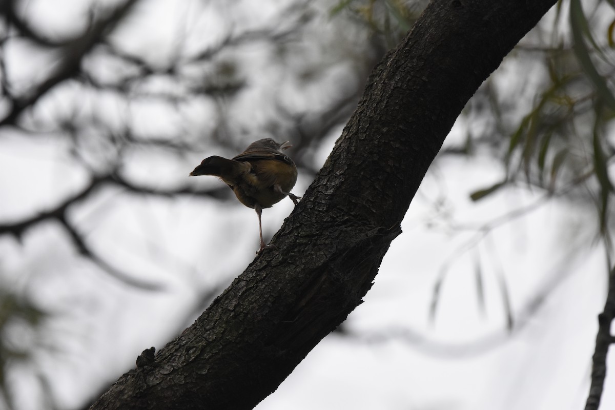 White-browed Scrubwren - ML641984736